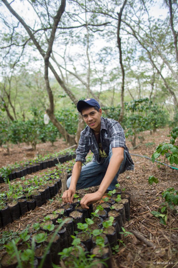 Fair trade coffee plants with producer Mario on the Rosette Network